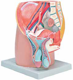 Male Pelvis 4 Parts